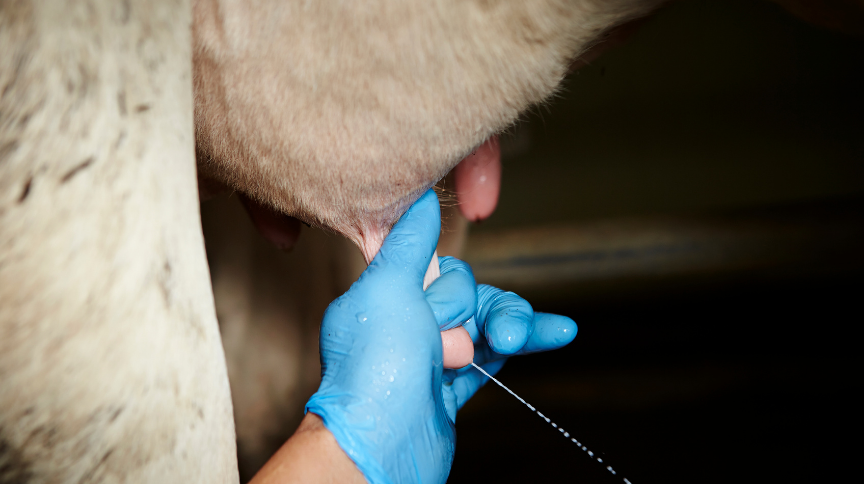 Milking Metaphors in Coaching Conversations